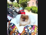 Sempatik Lola
