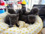 British Scotish Kedi