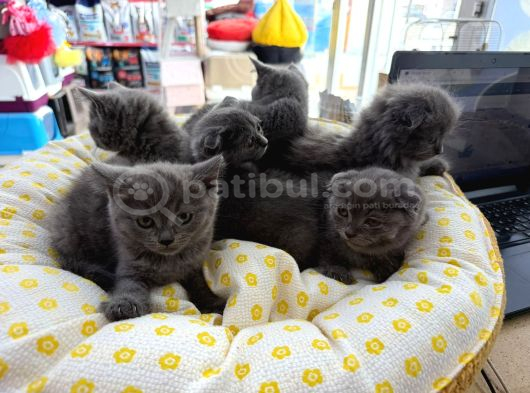 British Scotish Kedi görsel