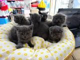 British Scotish Kedi