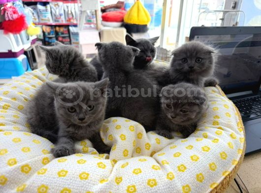 British Scotish Kedi görsel