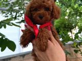 Sevimli Küçük Boy Poodle