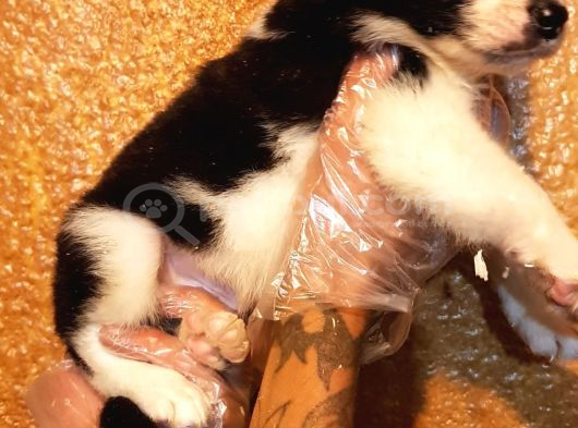 Border Coli̇e Dünyanın En Zekisi görsel