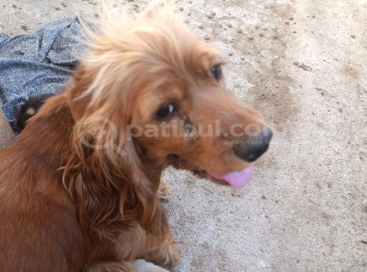 İngiliz Cocker görsel