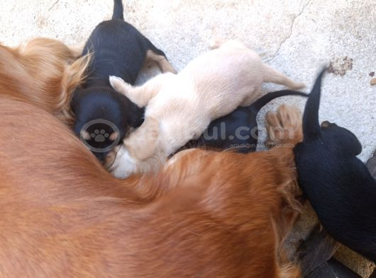 İngiliz Cocker görsel