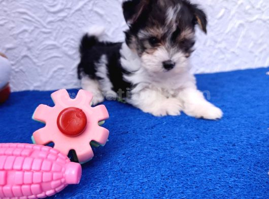 Neşe Kaynağı Orjinal Morkie görsel