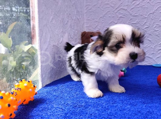 Neşe Kaynağı Orjinal Morkie görsel