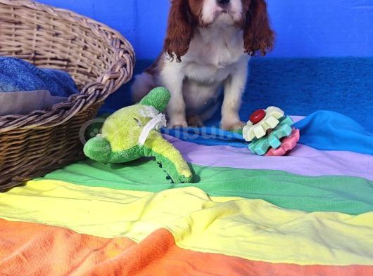 Orjinal Cavalier King Charles Yavrularımız görsel