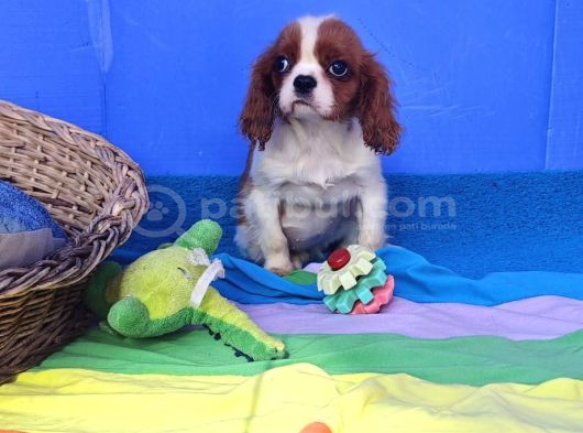 Orjinal Cavalier King Charles Yavrularımız görsel