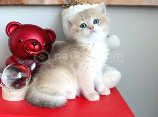 Daha Güzeli Yok görsel