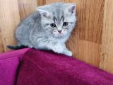 Mis Gibi Scottish Fold Ve British Yavrular Teslime Hazır