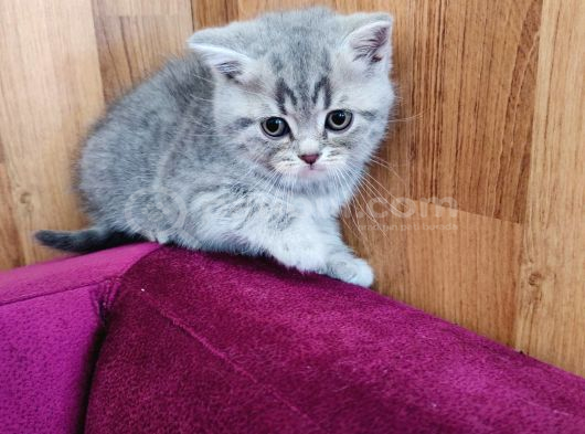 Mis Gibi Scottish Fold Ve British Yavrular Teslime Hazır görsel