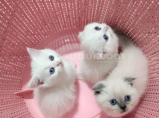 Mis Gibi Scottish Fold Ve British Yavrular Teslime Hazır