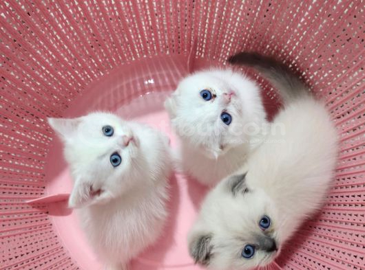 Mis Gibi Scottish Fold Ve British Yavrular Teslime Hazır görsel