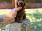 Orijinal Toy Poodle Yavrular Sakarya