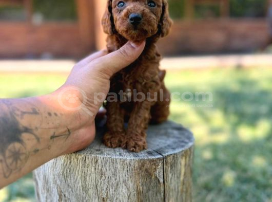 Orijinal Toy Poodle Yavrular Sakarya görsel