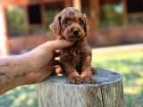 Orijinal Toy Poodle Yavrular Sakarya