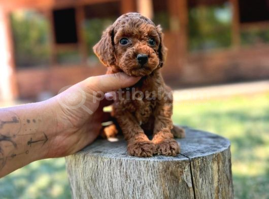 Orijinal Toy Poodle Yavrular Sakarya görsel