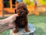 Orijinal Toy Poodle Yavrular Sakarya