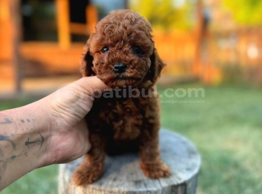 Orijinal Toy Poodle Yavrular Sakarya görsel
