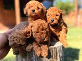 Orijinal Toy Poodle Yavrular Sakarya
