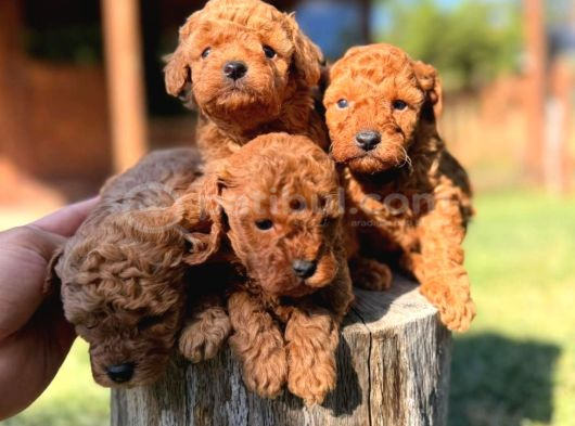 Orijinal Toy Poodle Yavrular Sakarya