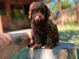 Orijinal Toy Poodle Yavrular Sakarya