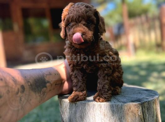Orijinal Toy Poodle Yavrular Sakarya görsel