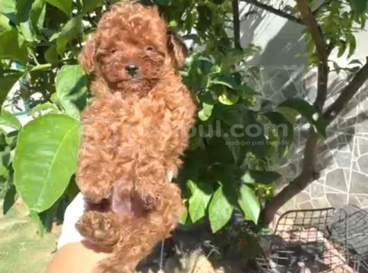 Tea Cup Sıfır Numara Bir Buçuk Kilo Garantili görsel