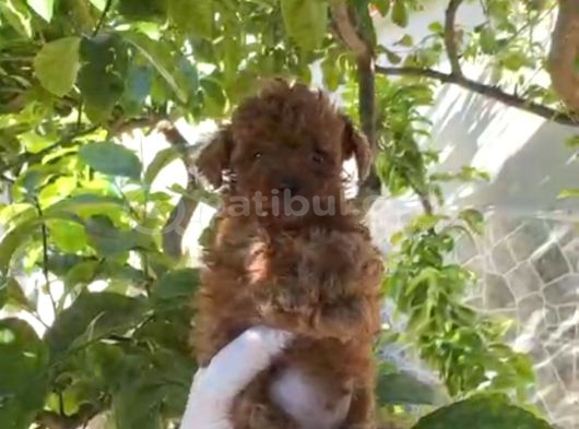 Tea Cup Sıfır Numara Bir Buçuk Kilo Garantili