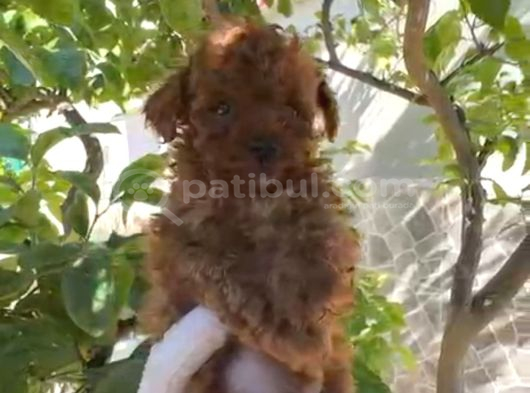 Tea Cup Sıfır Numara Bir Buçuk Kilo Garantili görsel