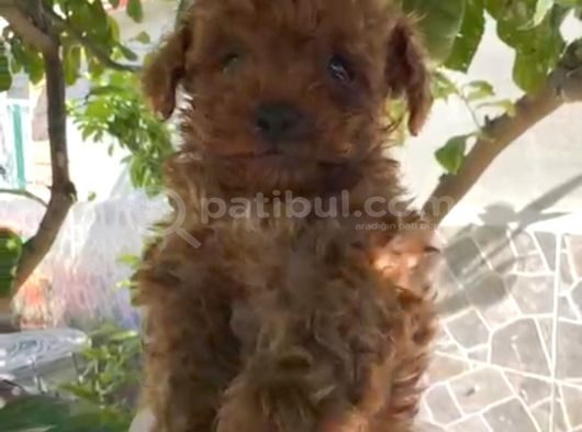 Tea Cup Sıfır Numara Bir Buçuk Kilo Garantili görsel