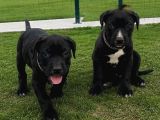 Cane corso yavrularımız