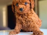 Tatlı Tadında Yemelik Poodle Bebekleri