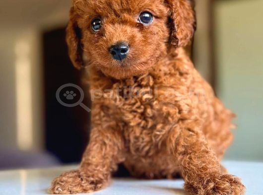 Tatlı Tadında Yemelik Poodle Bebekleri