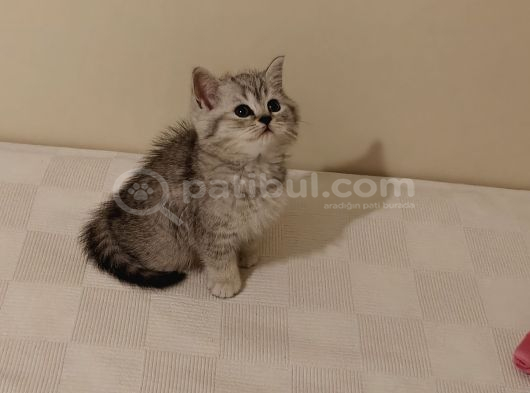 British Shorthair Dişi