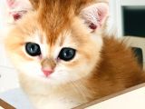 Bal Köpüğü A Kali̇te Bri̇thi̇ş Şhorthai̇r Golden Yavrula