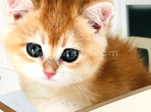 Bal Köpüğü A Kali̇te Bri̇thi̇ş Şhorthai̇r Golden Yavrula görsel