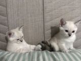 British Shorthair Cam Mavisi Yavrular