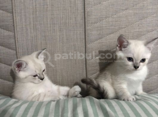 British Shorthair Cam Mavisi Yavrular görsel