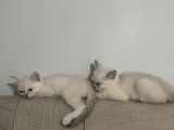 British Shorthair Cam Mavisi Yavrular