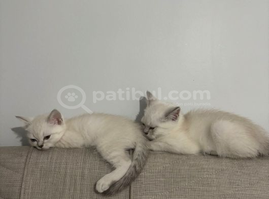 British Shorthair Cam Mavisi Yavrular görsel