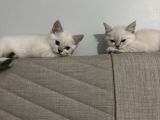 British Shorthair Cam Mavisi Yavrular