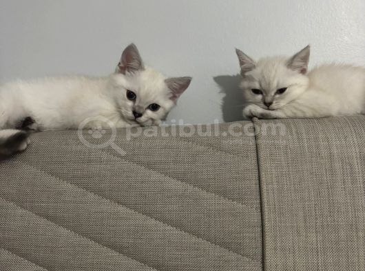 British Shorthair Cam Mavisi Yavrular görsel