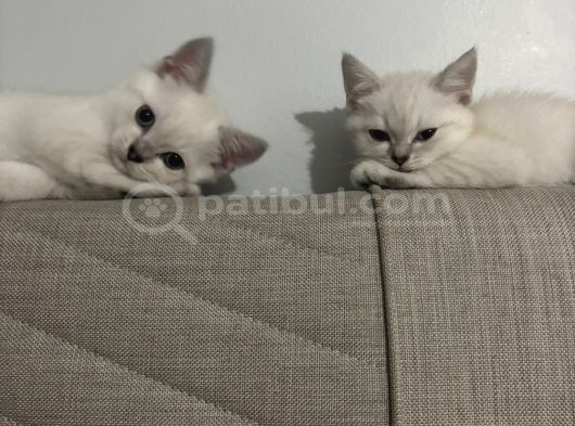 British Shorthair Cam Mavisi Yavrular