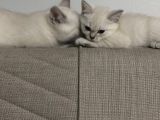 British Shorthair Cam Mavisi Yavrular
