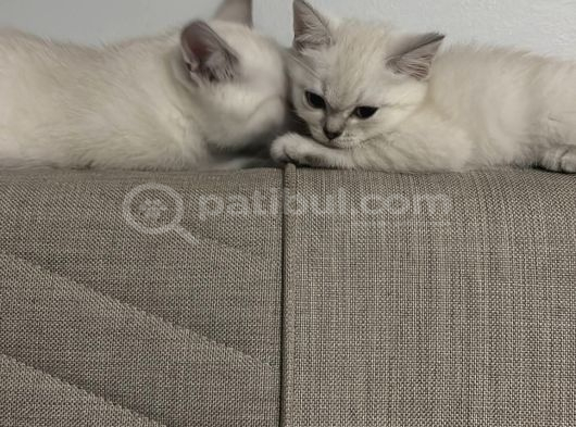 British Shorthair Cam Mavisi Yavrular görsel