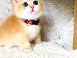 Bal Köpüğü A Kali̇te Bri̇thi̇ş Şhorthai̇r Golden Yavrula