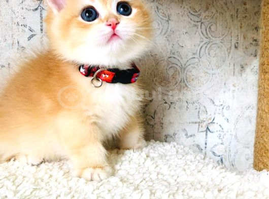 Bal Köpüğü A Kali̇te Bri̇thi̇ş Şhorthai̇r Golden Yavrula görsel