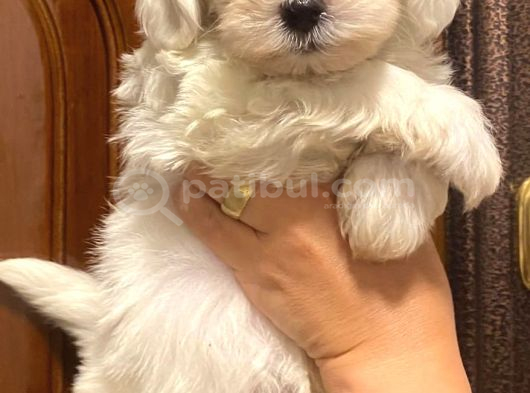Maltese Terier Yavrularımız görsel